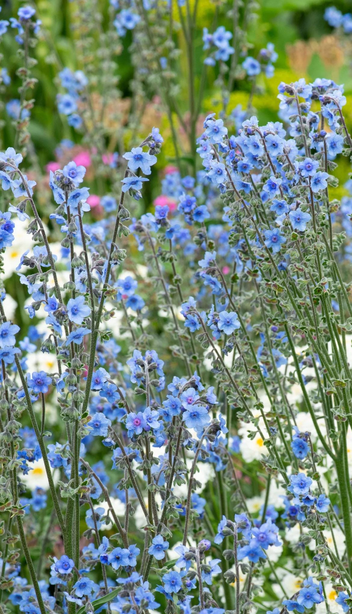 Forget Me Not Firmament seeds Heirloom NJ Grower see my store for largest selection