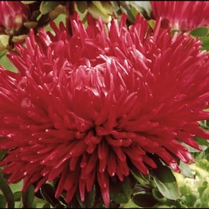 May include: A close-up of a vibrant red aster flower with a fluffy, layered texture. The flower is in full bloom and has a deep, rich color.