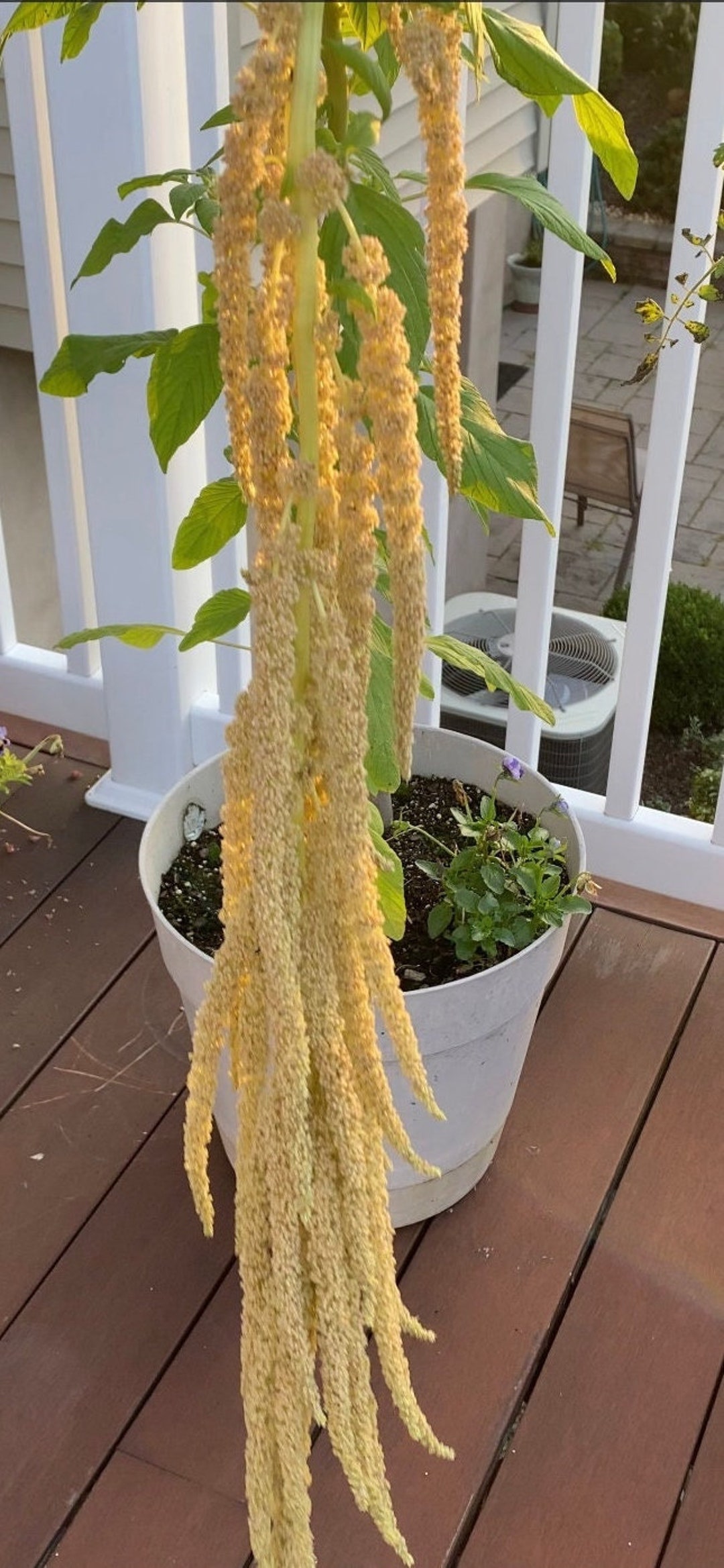 Amaranthus Love Lies Bleeding White Amaranth Flower Seeds Heirloom USA NJ Grower Free Shipping