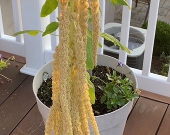 Amaranthus Love Lies Bleeding White Amaranth Flower Seeds Heirloom USA NJ Grower Free Shipping