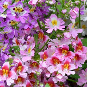 May include: A close-up of a cluster of pink and purple flowers with yellow centers. The flowers are in bloom and have a delicate, soft appearance.