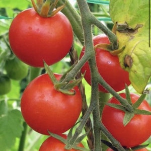 Cherry Delight Tomato Seeds NJ Grower Heirloom Organic Free Shipping