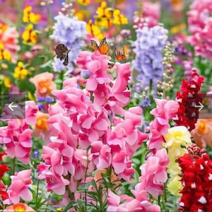 Snapdragon Tetra Mix Antirrhinum seeds Heirloom USA NJ Grower see my store for largest selection