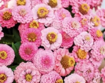 Könnte beinhalten: Nahaufnahme eines Straußes rosa und weißer Zinnien. Die Blüten sind in voller Blüte und haben ein zartes, gekräuseltes Aussehen.