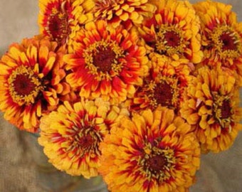 Zinnia Macarenia Zinnia Flower Seeds Heirloom USA NJ Grower see my store for largest selection