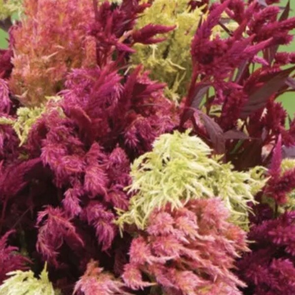 Celosia Pampas Plume Celosia Seeds Heirloom NJ Seller Free Shipping