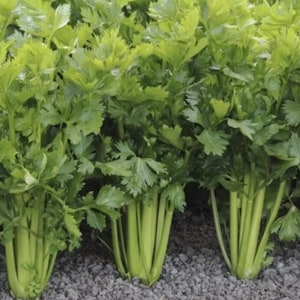 Celery Utah Tall Celery Seeds NJ Grower Heirloom Organic Free Shipping