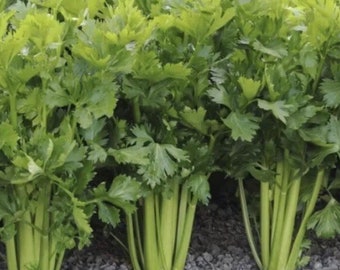 Celery Utah Tall Celery Seeds NJ Grower Heirloom Organic Free Shipping