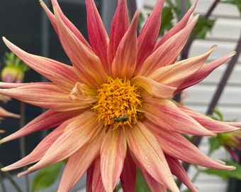 Dahila Mix Seeds Heirloom Free Shipping USA NJ Grower see my store for largest selection