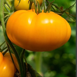 Amana Tomato Seeds NJ grower Heirloom Organic free Shipping