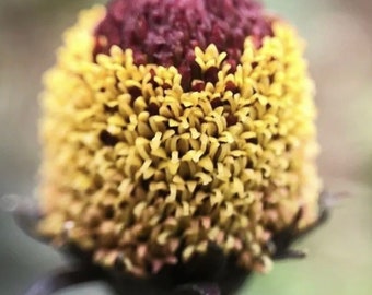 Toothache Plant seeds Bulls Eye spilanthes ACmella Heirloom USA NJ Grower see my store for largest selection Free Shipping