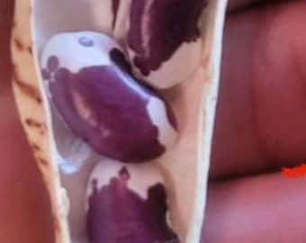Beans 1500 yr Cave Beans 20 Free Shipping  NJ Grower USA Heirloom Organic check my store for more for the largest selection
