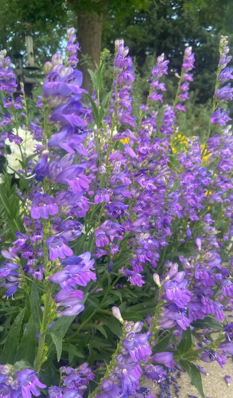 HeirloomSeedsForU Penstemon Rocky Mountain Flower Seeds - Thumbnail 3