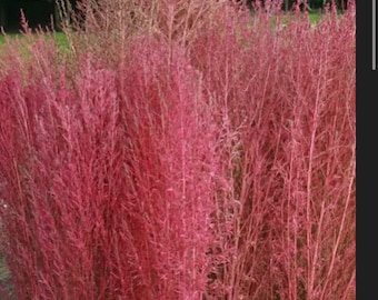 May include: A close-up of a cluster of tall, thin, pink-colored plants with feathery foliage. The plants are growing in a field.