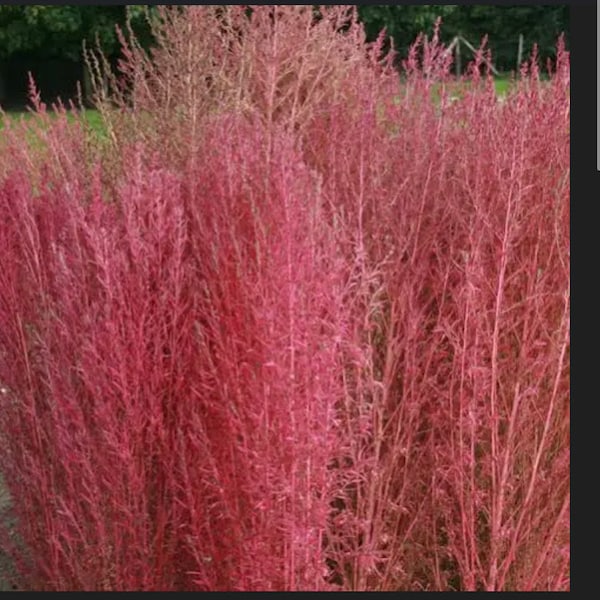 Burning Bush Kochia Scoparua Trichophylla Seeds USA See my store for largest selection