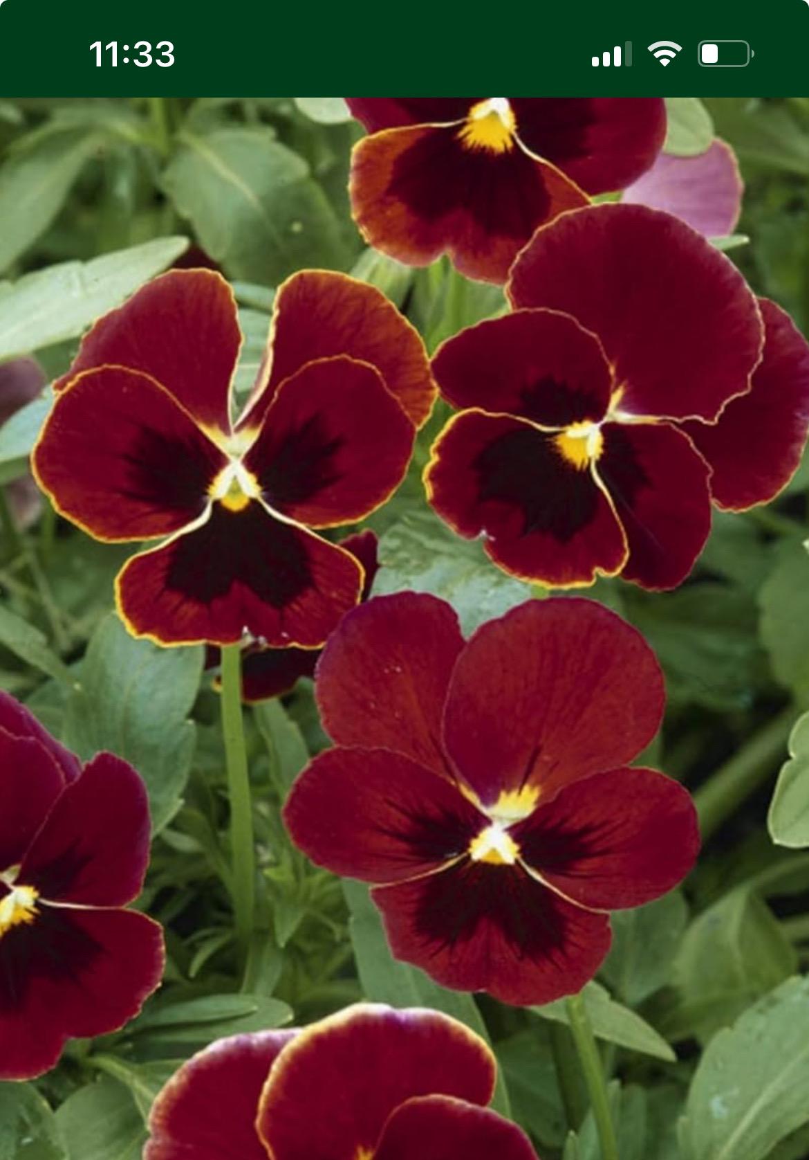 Pansy Claret Viola Flower Seeds Heirloom USA NJ Seller Check My