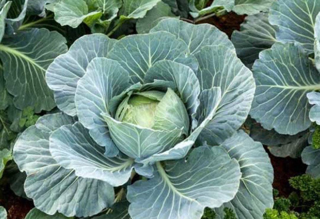 Cabbage Early Dutch Round Cabbage Seeds NJ Grower USA Heirloom Etsy
