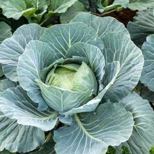 Cabbage Early Dutch Round Cabbage Seeds NJ Grower Heirloom Organic Free Shipping