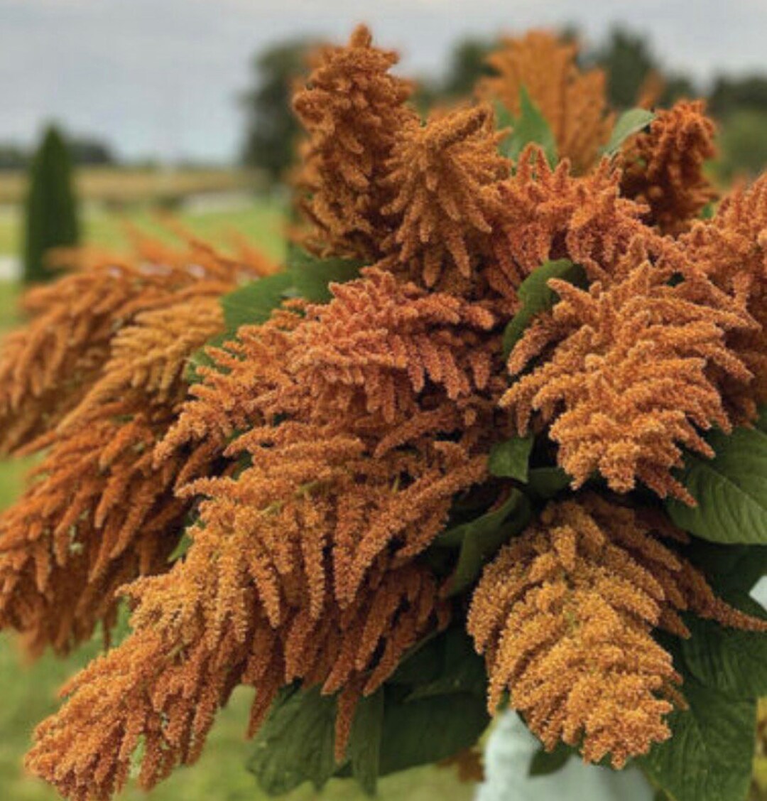 Amaranthus Hot Biscuits Flower Seeds Annual Heirloom USA NJ Grower Free Shipping Etsy