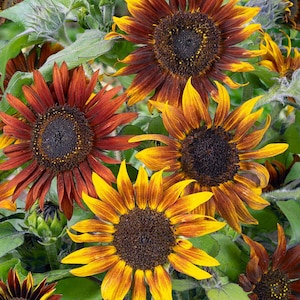 Sunflower Mardi Gras Mix Sunflower Seeds | Bicolor Multicolor Flowers seeds RARE USA Heirloom NJ Grower see my store for more