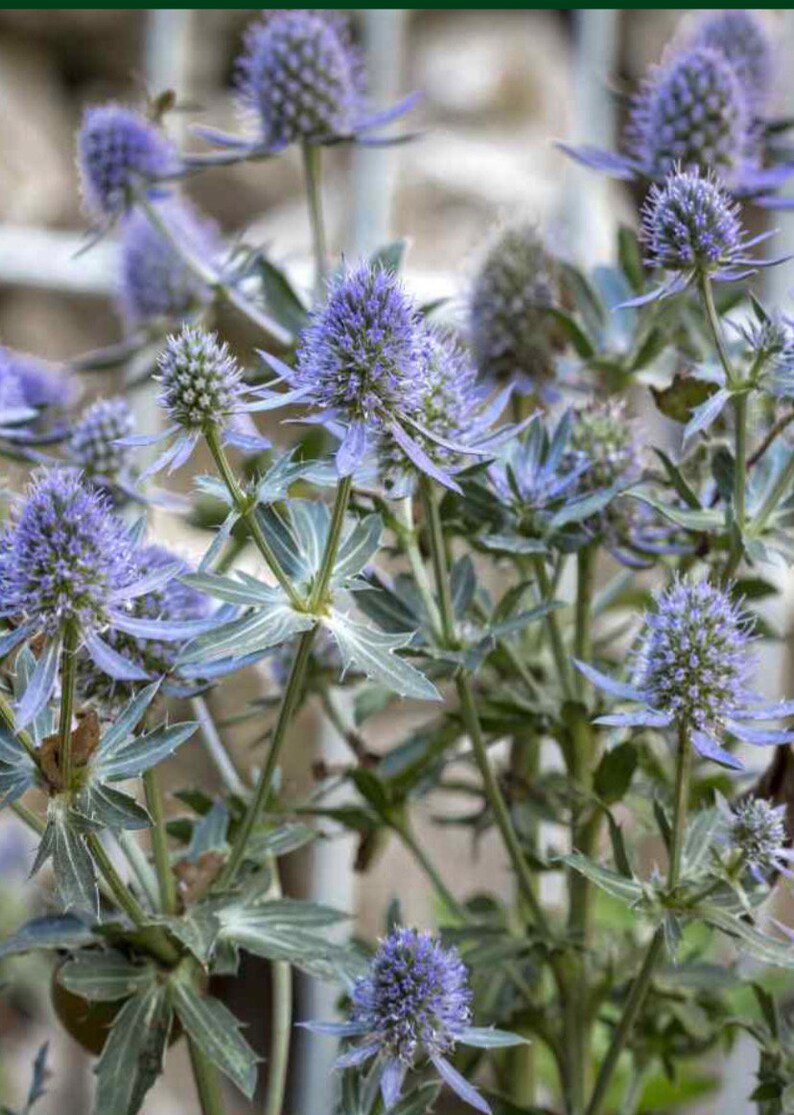 HeirloomSeedsForU Sea Holly - Thumbnail 3
