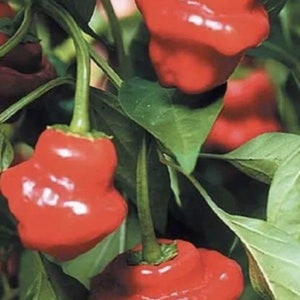 Jamaican Red Hot Pepper Seeds USA NJ Grower Heirloom Organic NJ Seller check my store for the largest selection