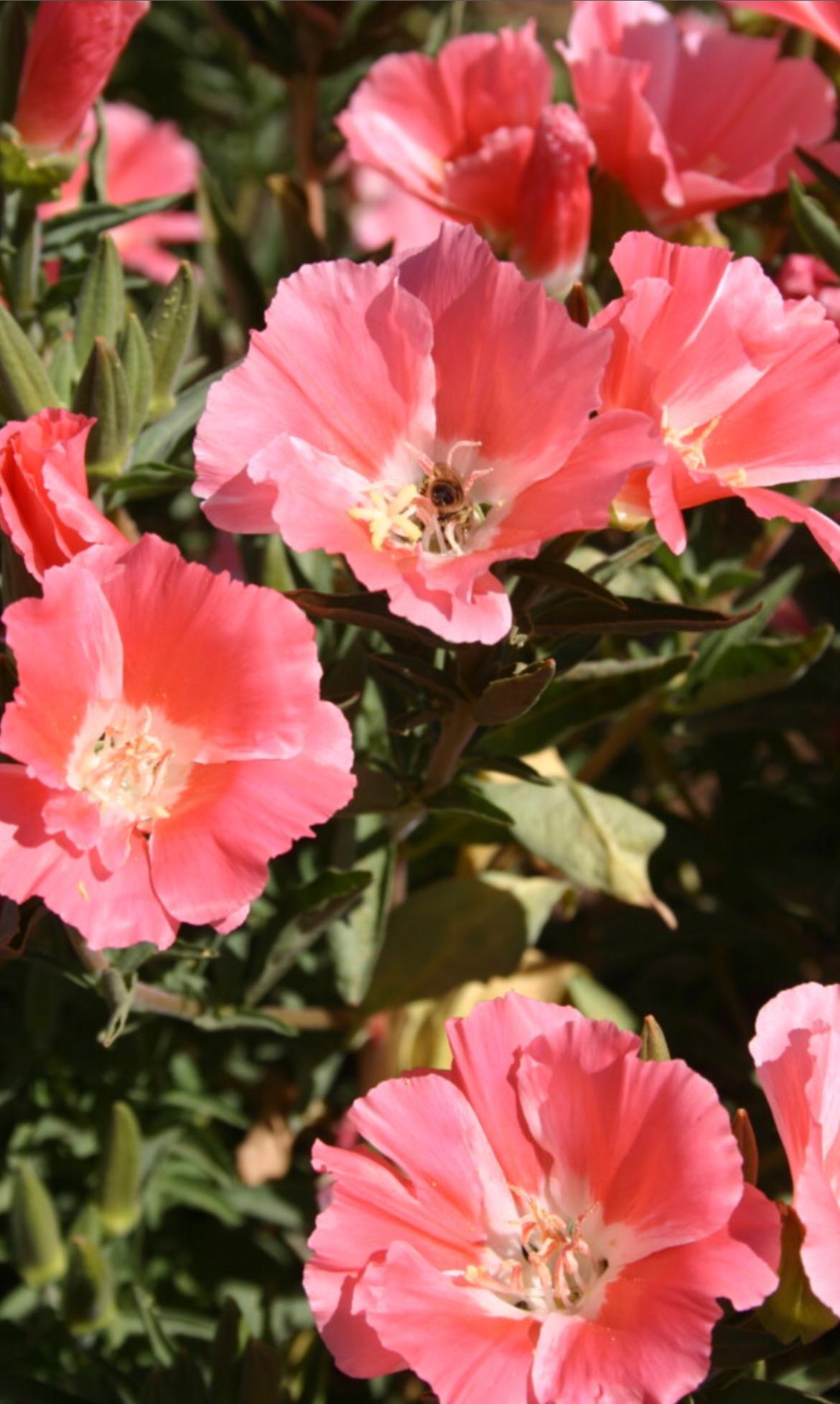 Clarkie Peach Godetia Flower Seeds Heirloom USA NJ Grower See My Store ...