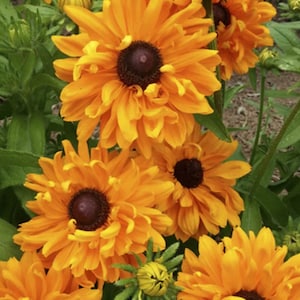 Rudbeckia Goldilocks Flower Seeds Heirloom Organic USA NJ Grower see my store for largest selection Free Shipping