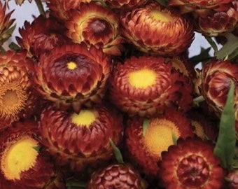 Strawflower Copper Red Helichrysum Seeds NJ USA Seller see my store for the largest selection