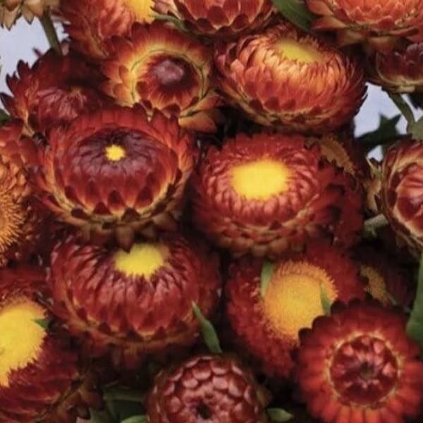 Strawflower Copper Red Helichrysum Seeds NJ USA Seller see my store for the largest selection