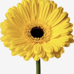 Daisy Gerber Daisy 25  flower seeds annual Yellow Heirloom USA NJ Grower see my store for largest selection