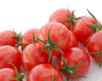 Pink Bumblebee Tomato Seeds USA NJ Grower Heirloom Organic NJ Seller check my store for the largest selection