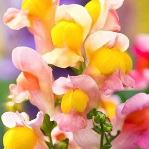 Snapdragon Fairy Dwarf seeds Heirloom USA NJ Grower see my store for largest selection