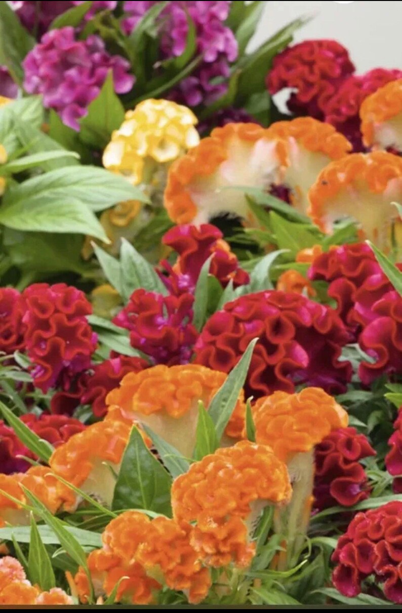 Celosia Supercrest Celosia Flower Seeds Heirloom USA NJ Seller Etsy