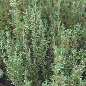 Thyme Herb Seeds Heirloom NJ Grower Free Shipping