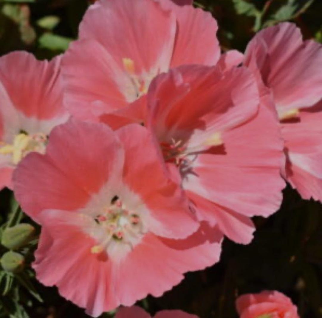 Clarkie Peach Godetia Flower Seeds Heirloom USA NJ Grower See My Store ...