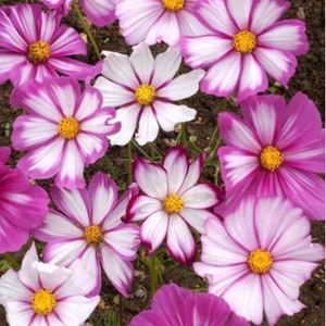 Cosmos Candy Stripe Mix Seeds Heirloom NJ Seller  Free Shipping