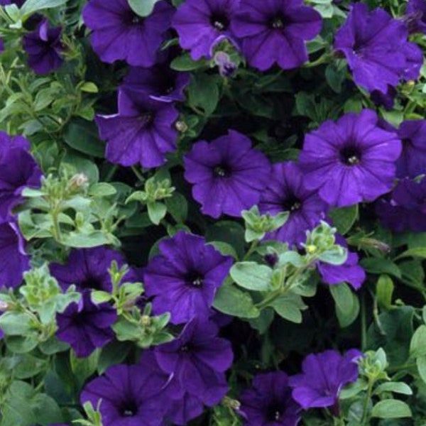 Petunia Violacea seeds Heirloom USA NJ Grower see my store for largest selection