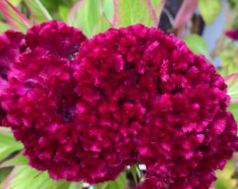 Celosia King Coral Celosia Cockscomb flower Seeds Heirloom NJ Seller Free Shipping