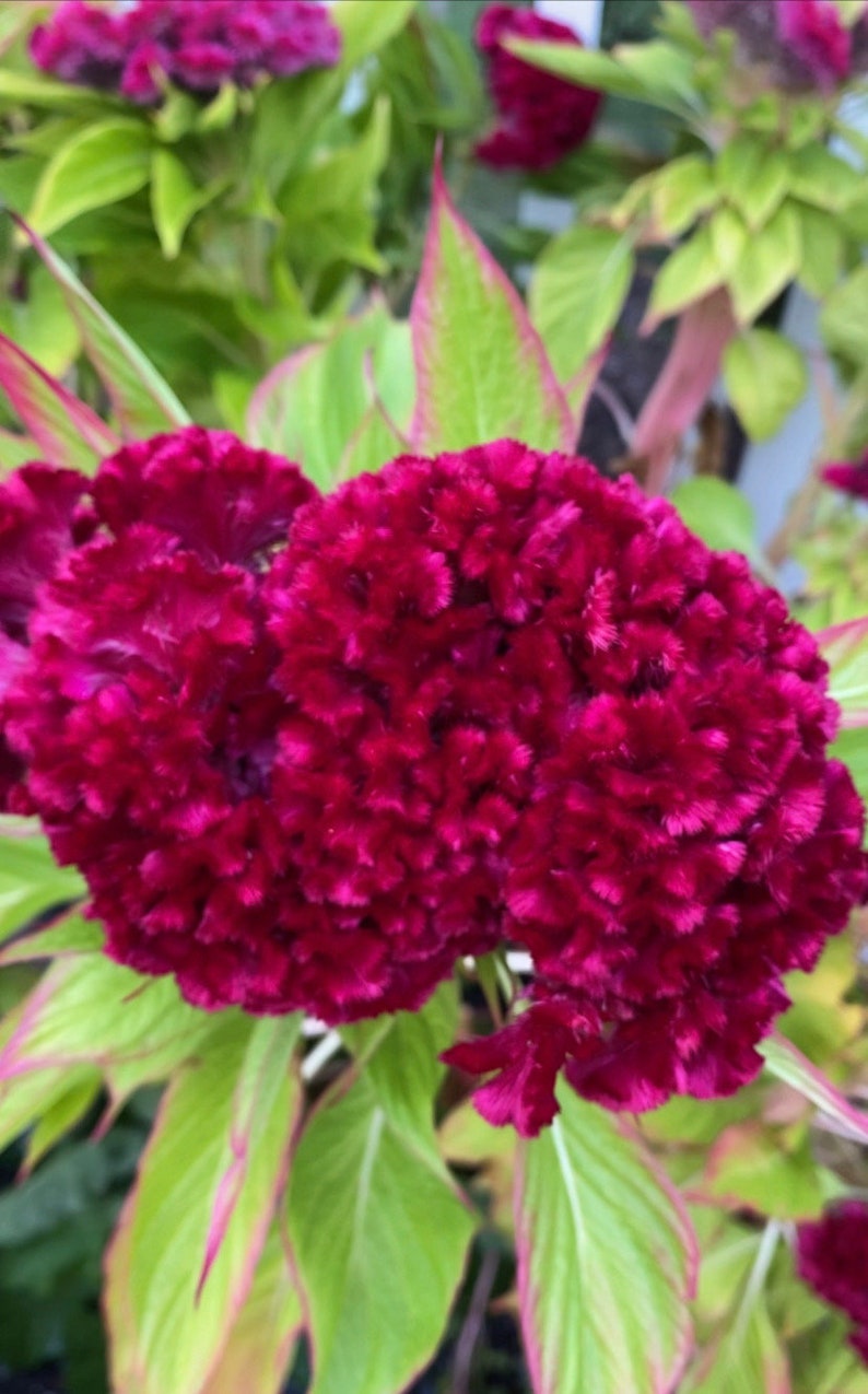 Celosia King Coral Celosia Flower Seeds Heirloom USA Etsy