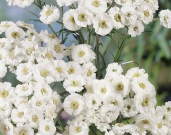 Yarrow The Pearl Seeds Heirloom 50 seeds USA NJ Seller Organic check my store for largest selection  Free Shipping