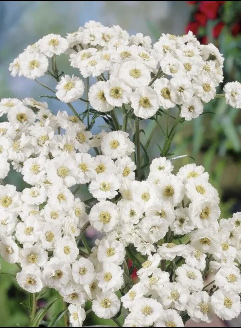 Achillea Plant Pearl - Etsy