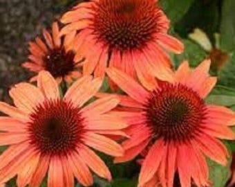 Echinacea Sunseeker Mineola Coneflower Seeds  Heirloom USA NJ Grower see my store for largest selection