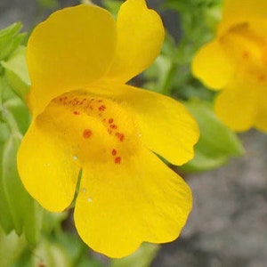 May include: A single yellow flower with red spots in the center. The flower has five petals and is in focus. The background is blurred and green.