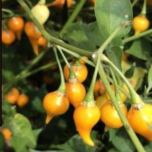 Biquinho Yellow Pepper Seeds NJ Grower Heirloom Organic Free Shipping
