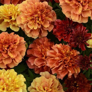 Marigold Strawberry Blonde Marigold USA Flower Seeds Heirloom NJ Grower see my store for largest selection