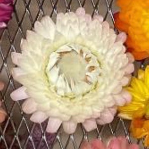 May include: A close-up of a dried white flower with a light pink hue. The flower has a layered, ruffled texture and a central brown eye.