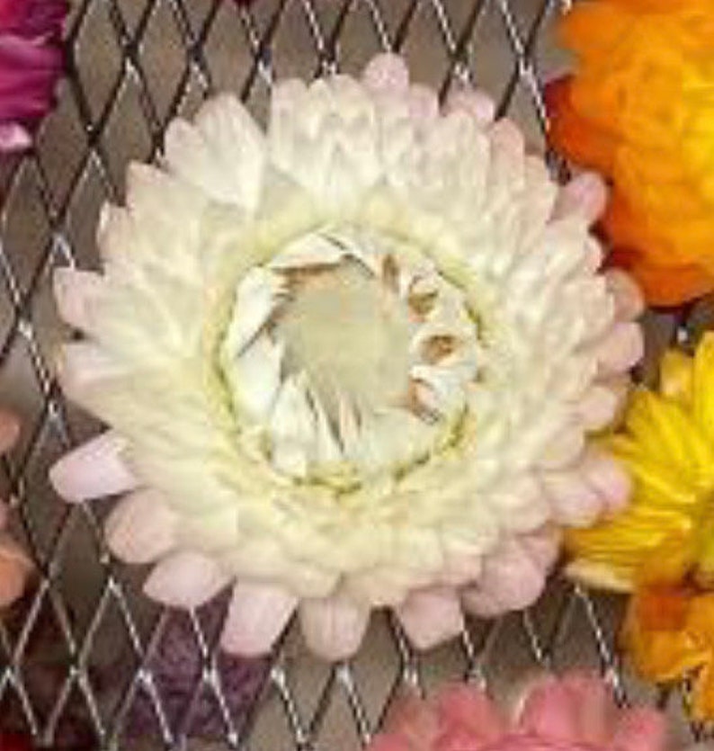 May include: A close-up of a dried white flower with a light pink hue. The flower has a layered, ruffled texture and a central brown eye.