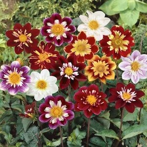 May include: A collection of 12 dahlia flowers in various colors, including white, red, purple, and yellow. The flowers have multiple layers of petals and are arranged in a bouquet.