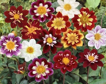 Dahlia Dandy Mix Flower Seeds Heirloom NJ Seller Free Shipping